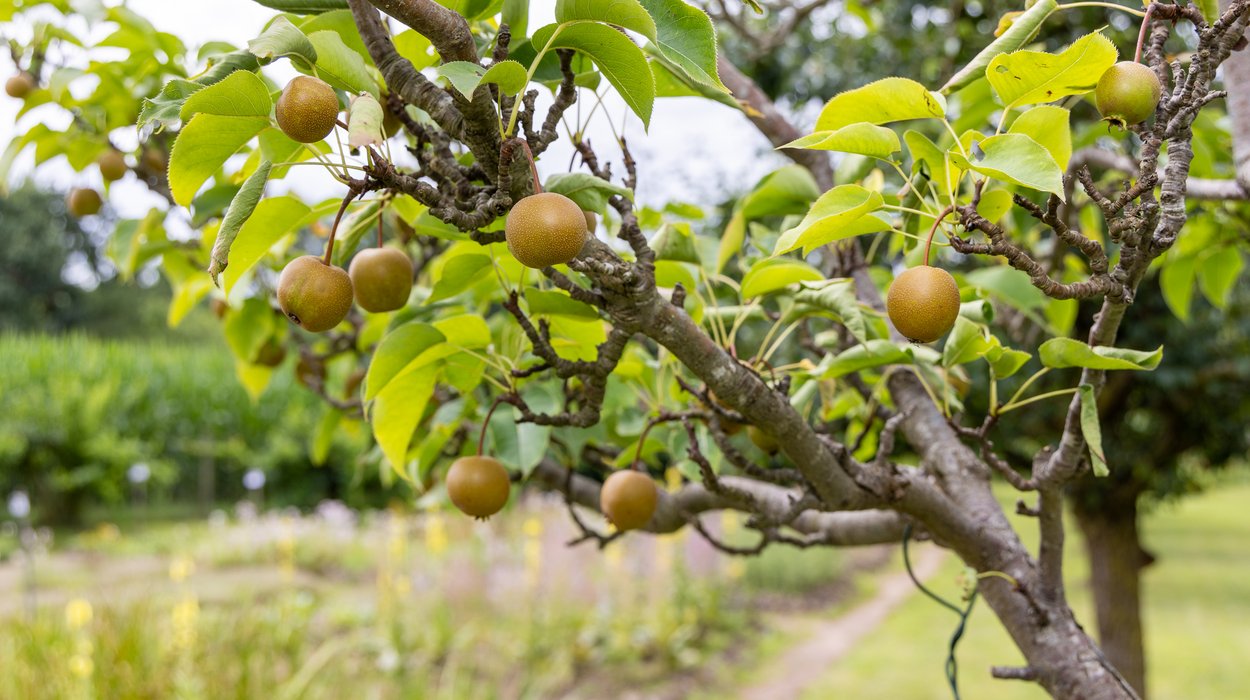 Klimaschutzgarten_Jugend-am-Werk-Steiermark Baum mit Äpfeln inmitten des Klimaschutzgarten.