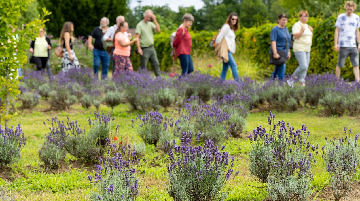 Klimaschutzgarten_Jugend-am-Werk-Steiermark Lavendelstrauch und dahinter Besucherinnen und Besucher im Klimaschutzgarten.